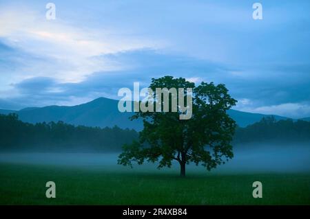 Árbol solitario de Hickory en un paisaje brumoso en Cades Cove, Parque Nacional de las Grandes Montañas Humeantes, Tennessee, EE.UU.; Tennessee, Estados Unidos de América Foto de stock