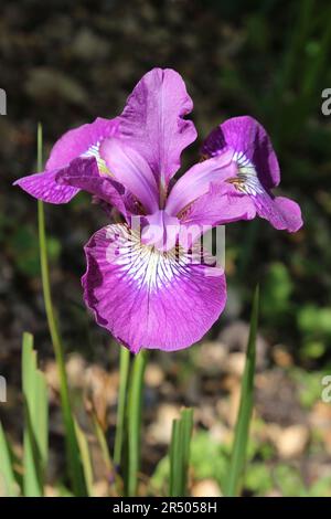 Iris sibirica con volantes de terciopelo Foto de stock