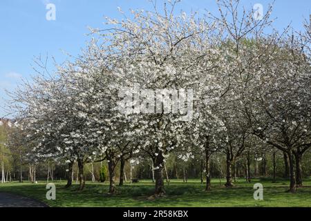 Cerezo japonés, Prunus serrulata Shirotae, flores blancas en primavera Foto de stock