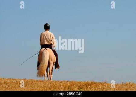 Hombre con pony islandés, islandés, caballo islandés, equipo de equitación, casco de equitación, cultivo montante Foto de stock