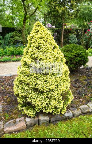 Abeto enano amarillo de Alberta (Picea glauca 'Conica Yellow') en un jardín botánico Foto de stock