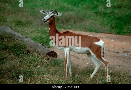 Mhorr Gazelle, macho (Gazella dama mhorr), lateral Foto de stock