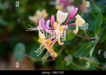 Un primer plano macro de una sola flor en una madreselva común, Lonicera periclymenum, una popular planta trepadora de jardín en plena floración. Foto de stock