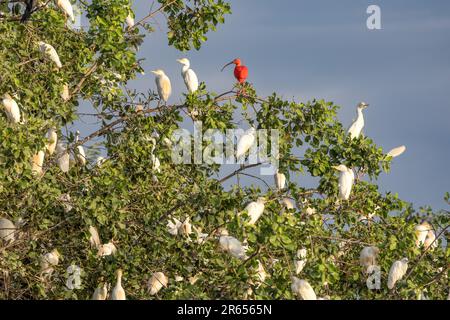 Cabaña para ganado, Snowy, Tricolor Egrets & Scarlet Ibis, Demerera River, Georgetown, Guyana, Foto de stock