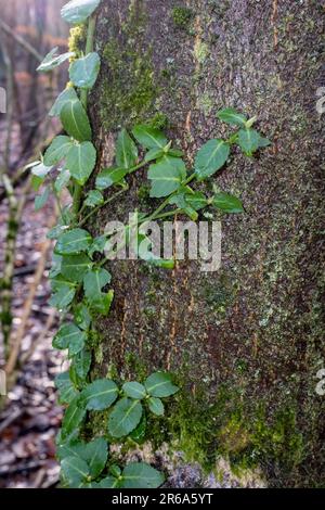 Un disparo aislado de exuberante hiedra que crece en el tronco de un árbol alto en un entorno forestal tranquilo Foto de stock
