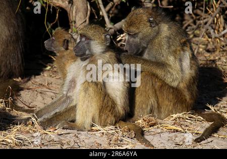 Babuinos amarillos (papio cynocephalus), babuinos amarillos, Chobe, Botswana, babuinos de sabana, Botsuana Foto de stock