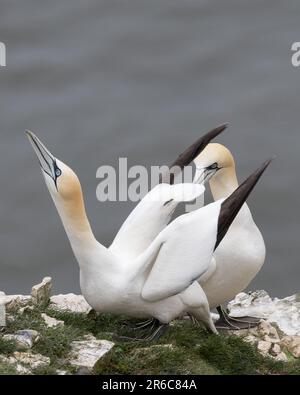 Un par de Gannets del Norte exhibiendo comportamiento de cortejo Foto de stock