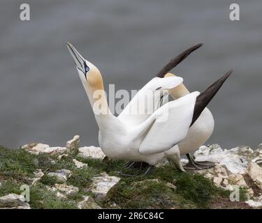 Un par de Gannets del Norte exhibiendo comportamiento de cortejo Foto de stock