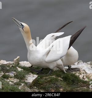 Un par de Gannets del Norte exhibiendo comportamiento de cortejo Foto de stock