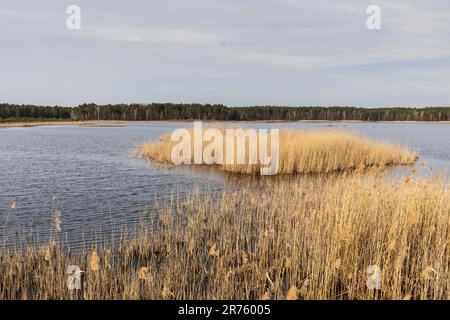 Europa, Polonia, Lublin Voivodato, Lasy Janowskie / Janow Forests Landscape Park, Imielity Lug reserva natural, sendero natural Foto de stock