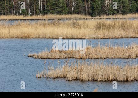 Europa, Polonia, Lublin Voivodeship, Lasy Janowskie / Janow Forests Landscape Park, Imielity Lug reserva natural, lago Imielity Foto de stock