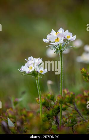 Anemonastrum narcissiflorum, comúnmente conocido como narciso anémona o narciso-florecida anémona en los alpes suizos Foto de stock