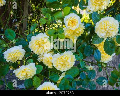 Flores perfumadas y amarillas de la rosa inglesa criada por David Austen, 'Graham Thomas' Foto de stock