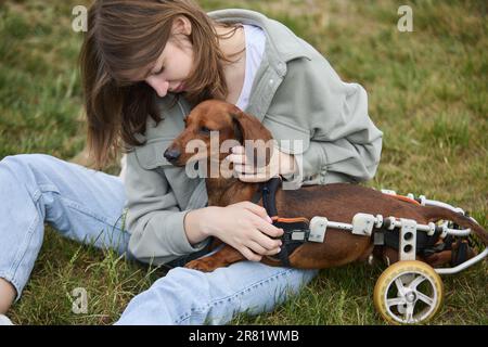 Chica joven sentada en una hierba verde en el parque y acariciando a su dachshund discapacitado en una silla de ruedas. Dueño cariñoso acariciando a una mascota paralizada en un paseo Foto de stock