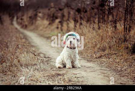 perro en el sombrero caminando en un campo en otoño Foto de stock