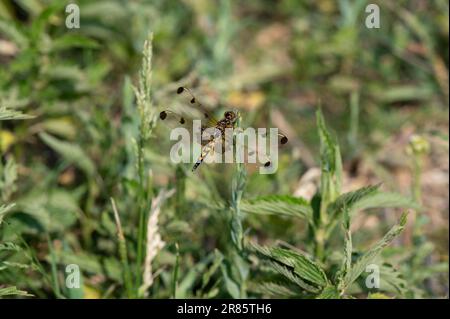 Impresionante libélula de Calico Pennant posada muy bien en las malas hierbas Foto de stock