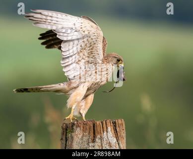 Una hembra Kestrel, (Falco tinnunculus), despegando de un viejo poste de puerta de madera y sosteniendo un ratón de campo muerto en su pico Foto de stock