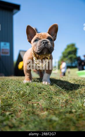 cuanto mide el cuello de un bulldog frances