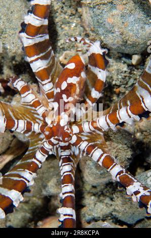 Wunderpus Octopus, Octopus photogenicus, Laha sitio de buceo, Ambon, Maluku, Indonesia, Mar de Banda Foto de stock