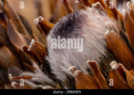 un montón de protea seco primer plano Foto de stock