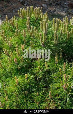 Pino negro europeo, árbol, Pinus nigra 'Bambola' Foto de stock