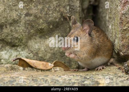 Ratón de madera, ratón de campo de cola larga, Apodemus sylvaticus, o ratón de cuello amarillo, Apodemus flavicollis lavándose después de dejar su nido en la pared Foto de stock