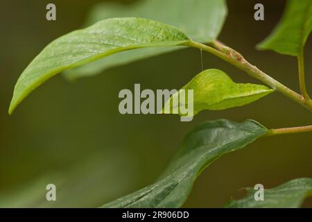 Azufre (Gonepteryx rhamni), pupa, Renania-Palatinado, Alemania Foto de stock