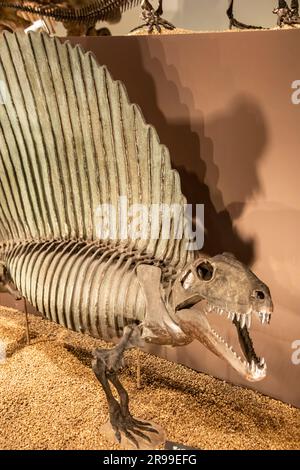 El Dimetrodon 'Dos medidas de dientes' en la galería global Museo Nacional de Naturaleza y Ciencia. un género extinto de sinapsid no mamífero Foto de stock