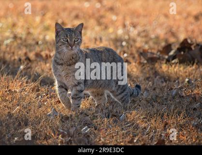 Hermosa tortie tabby gato caminando en hierba seca, retroiluminada por el sol de la tarde a finales de otoño Foto de stock