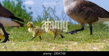 Gansos jóvenes de Canadá, Branta canadensis, goslings caminando seguido por los padres, Inglaterra Reino Unido Foto de stock