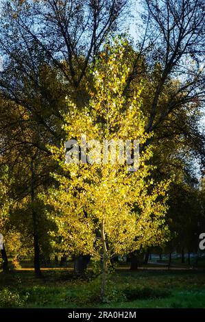 Un Álamo amarillo atrapando el cálido sol en otoño Foto de stock