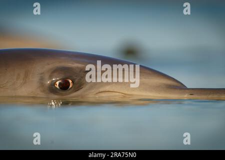 Delfín nariz de botella común o atlántico - Tursiops truncatus, mamífero marino de gran alcance de Delphinidae, la especie más grande de los delfines pico inha Foto de stock