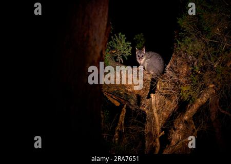 Possum común de cola de cepillo - Trichosurus vulpecula -nocturno, marsupial semi-arbóreo de Australia, introducido en Nueva Zelanda. Lindo mamífero en el tre Foto de stock