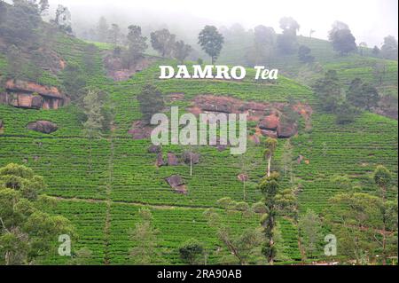 Damro Tea Estate, Nuwara Eliya District, Sri Lanka Foto de stock
