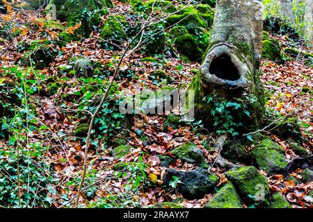 Cavidad de árbol en bosque con hojas y rocas volcánicas Foto de stock