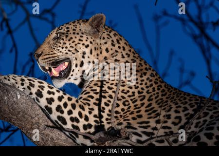 Leopardo en la Reserva de Caza MalaMala en Sudáfrica Foto de stock