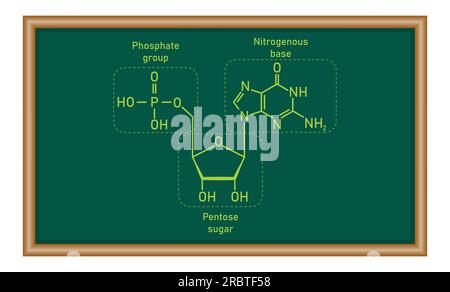 Estructura química del nucleótido de ADN. Tres partes de un nucleótido ...