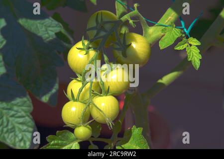 Heranwachsende Grüne Tomaten im Garten Foto de stock
