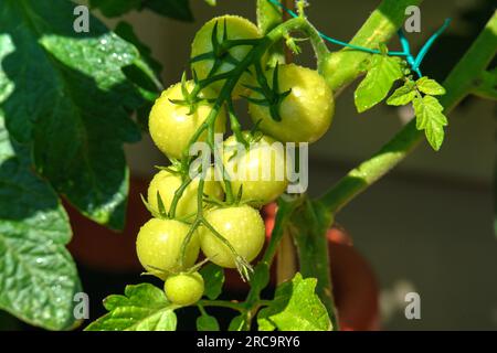 Heranwachsende Grüne tropfde Tomaten im Garten Foto de stock
