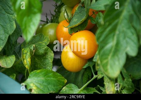 Heranwachsende rote Tomaten im Garten Foto de stock