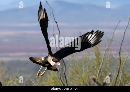 Caracara crestada en vuelo sobre el desierto con montañas en el fondo Foto de stock