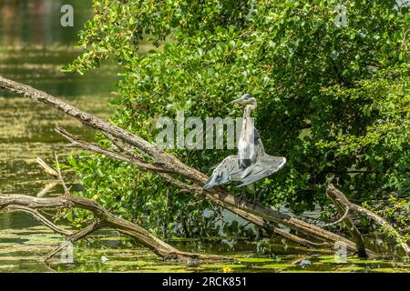 Gray Heron seca sus plumas al sol Foto de stock