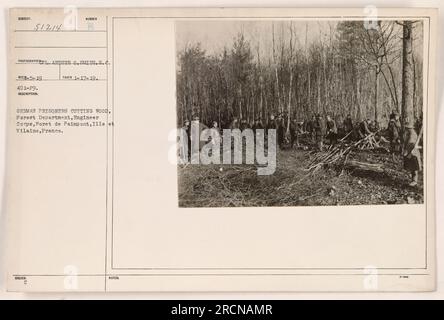 Se muestra a los prisioneros de guerra alemanes cortando madera en el Foret de Paimpont en Ille et Vilaine, Francia. Esta escena representa su participación en el Departamento Forestal bajo el Cuerpo de Ingenieros. La fotografía fue capturada por el fotógrafo Arthur C. Smith el 17 de enero de 1919, y corresponde al número negativo 51214. Foto de stock