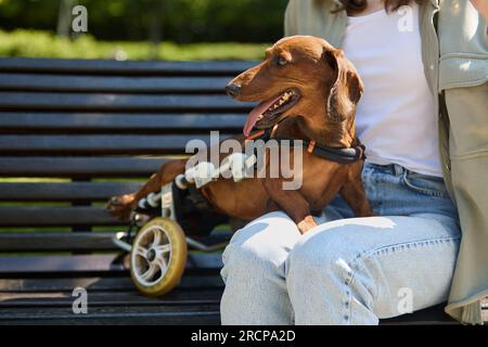Perro dachshund discapacitado en una silla de ruedas sentado en un banco con el propietario Foto de stock