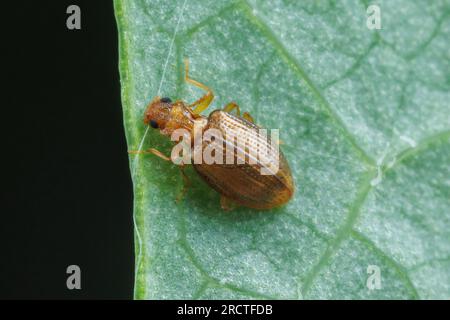 Minute Brown Escarabajo del tesoro (Stephostethus liratus) Foto de stock