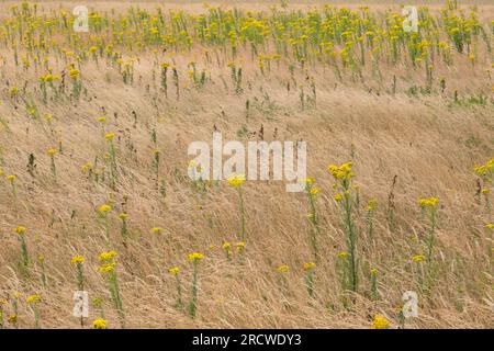 Flores amarillas de ragwort en un campo de hierba marrón seca Foto de stock