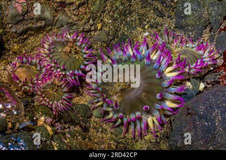 Anémona de agregación, Anthopleura elegantissima, Punto de arcos, Parque Nacional Olímpico, Estado de Washington, EE.UU Foto de stock