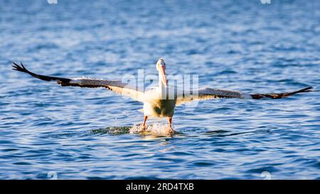 Pelícano blanco americano (Pelecanus erythrorhynchos) tomando vuelo con alas completamente extendidas - Vista frontal - Lago Eagle - Lassen County California, EE.UU. Foto de stock