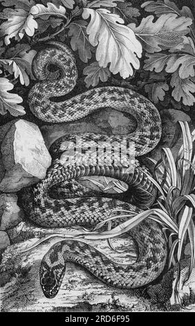 Zoología / animales, reptil, serpientes, escalera (Vipera berus), grabado en madera, Por Emil Schmidt, Siglo XIX, los DERECHOS DE AUTOR DEL ARTISTA NO TIENEN QUE SER BORRADOS Foto de stock