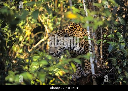 Un primer plano de un jaguar entre las ramas de los árboles de la selva, en una posición de acecho. Panthera onca. Foto de stock